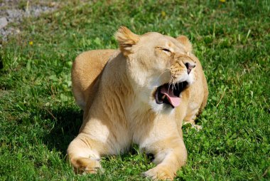 Aslan, Panthera cinsindeki dört büyük kediden biridir ve Felidae familyasının bir üyesidir. Bazı erkekler 250 kg ağırlığı (550 lb) aşarak kaplandan sonra yaşayan en büyük ikinci kedidir.