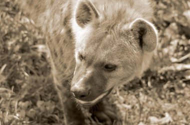 Hayvanat bahçesindeki vahşi hayvan