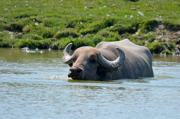 Búfalo Agua — Foto de Stock