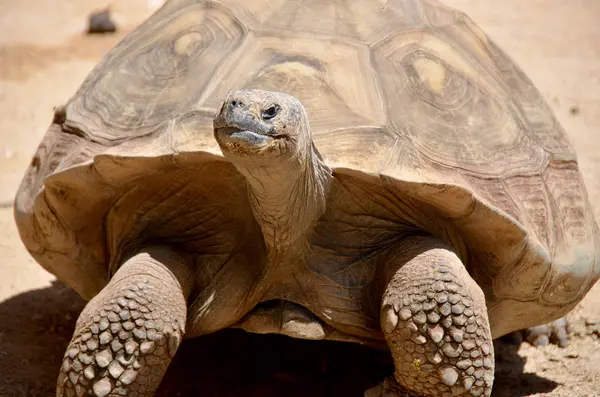 Galapagos Sköldpadda Eller Gala Pagos Jätte Sköldpadda Den Största Levande — Stockfoto