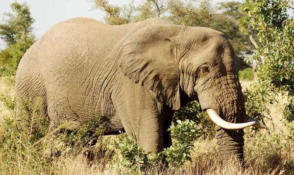 Kruger Park Dél Afrika Afrikai Elefántok Loxodonta Nemzetséghez Tartozó Elefántok — Stock Fotó