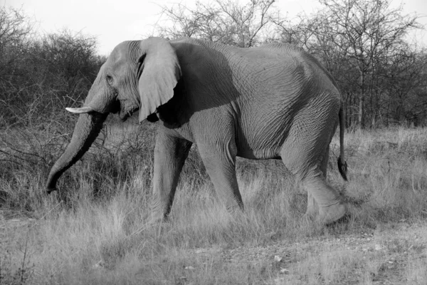 Elefantes São Grandes Mamíferos Família Elephantidae Ordem Proboscidea Parque Nacional — Fotografia de Stock