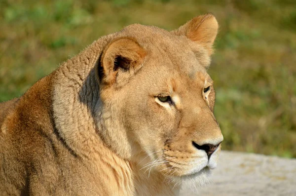 Lew Jest Jednym Czterech Dużych Kotów Rodzaju Panthera Członkiem Rodziny — Zdjęcie stockowe