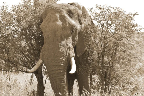 Kruger Park Νότια Αφρική Αφρικανικοί Ελέφαντες Είναι Ελέφαντες Του Γένους — Φωτογραφία Αρχείου
