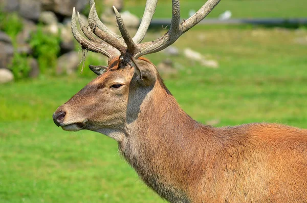 赤い鹿は 数本のつま先が特徴的な発光体で 4面の胃を持つ — ストック写真