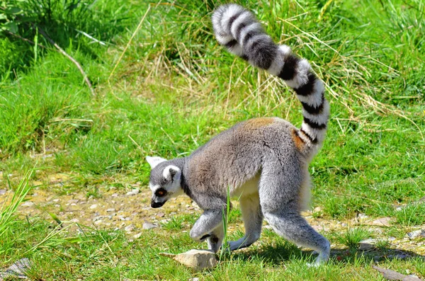 Lemur Animal Grama Verde Livre Flora Fauna — Fotografia de Stock