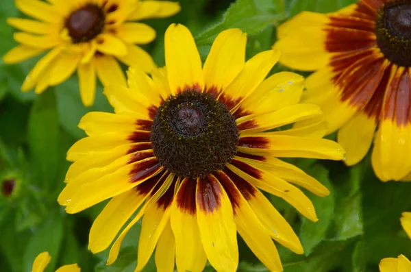 Rudbeckia Είναι Ένα Γένος Φυτών Στην Οικογένεια Ηλίανθου Είδη Ονομάζονται — Φωτογραφία Αρχείου