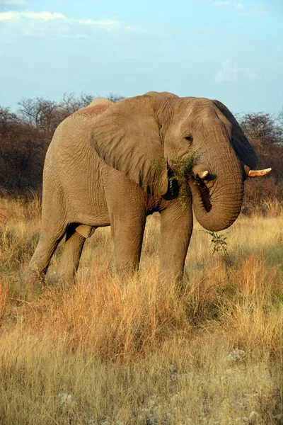 Elephants Large Mammals Family Elephantidae Order Proboscidea Etosha National Park — Stock Photo, Image