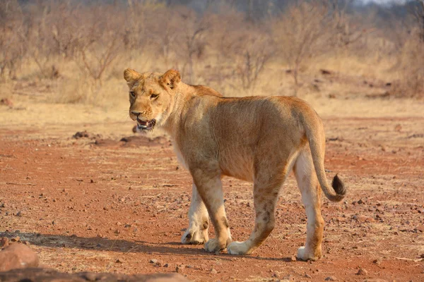 Lev Jednou Čtyř Velkých Koček Rodu Panthera Členem Rodu Felidae — Stock fotografie
