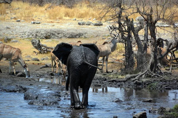 Vue Éléphant Couvert Boue Noire Parc National Etosha Namibie Afrique — Photo