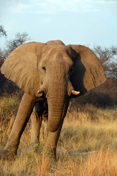 Elefántok Nagy Emlősök Család Elefántfélék Rend Proboscidea Etosha Nemzeti Park — Stock Fotó