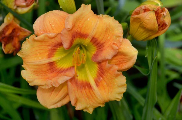 Lilium Medlemmar Vilka Sanna Liljor Ett Släkte Örtartade Blommande Växter — Stockfoto