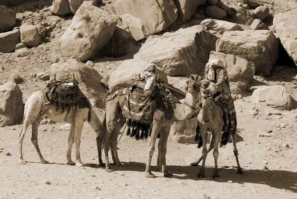 Неизвестный Ищет Туристов Катания Верблюдах Ноября 2009 Года Иордании Стоимость — стоковое фото