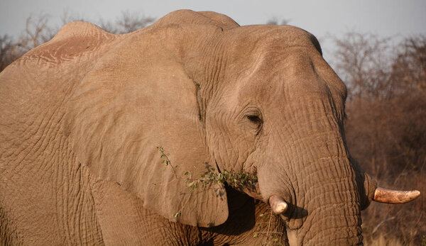 Elephants are large mammals of the family Elephantidae and the order Proboscidea. (Etosha National Park) Namibia Africa