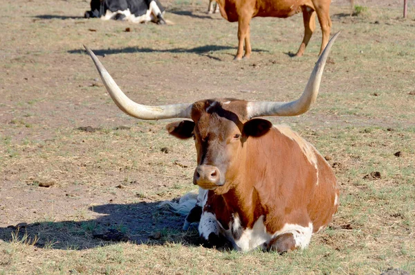 テキサス ロングホーン テキサス ロングホーン はその特徴的な角で知られる牛の品種であり 雄鶏や例外的な牛の先端まで7フィート に及ぶことがある — ストック写真
