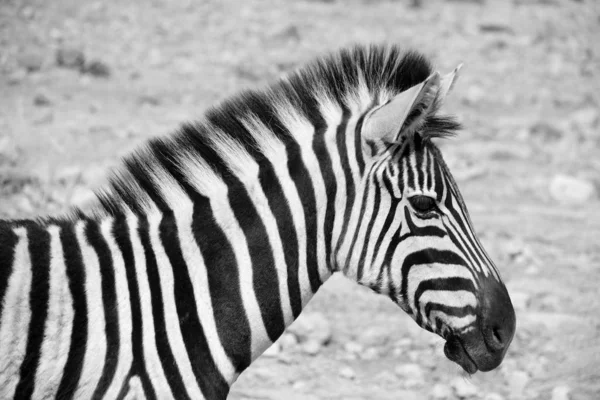 Зебры Представляют Собой Несколько Видов Африканских Лошадей Семейство Лошадей Объединенных — стоковое фото