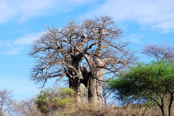 Árvore Seca Savana Africana — Fotografia de Stock