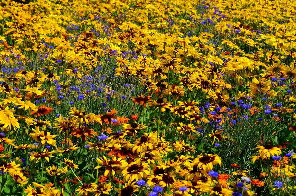 Gele Bloemen Tuin — Stockfoto