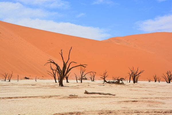 Deadvlei is a white clay pan located near the more famous salt pan of Sossusvlei, inside the Namib-Naukluft Park in Namibia. Also written DeadVlei or Dead Vlei, its name means "dead marsh"