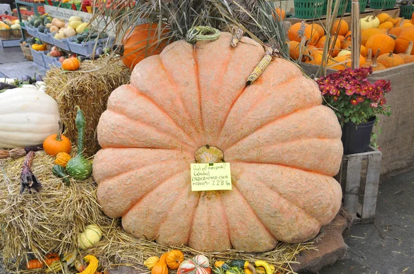 Grand Assortiment Citrouilles Fleurs Décoratives Sur Marché — Photo