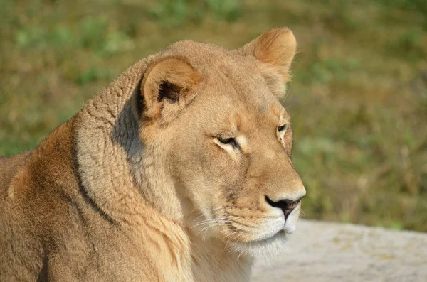 Lew Jest Jednym Czterech Dużych Kotów Rodzaju Panthera Członkiem Rodziny — Zdjęcie stockowe