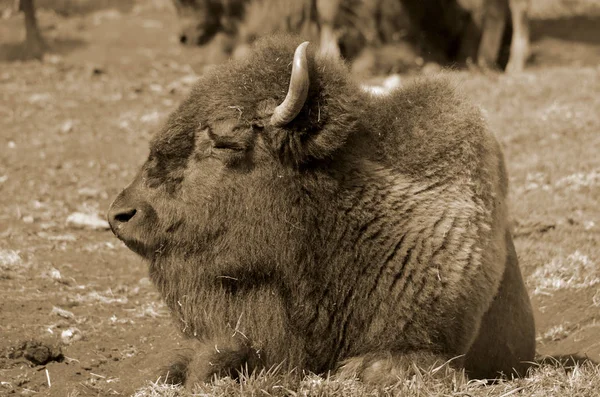 Bisons Liegen Zoo Auf Gras — Stockfoto