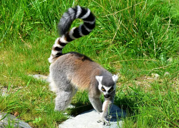 Lémurien Sur Herbe Verte Extérieur Flore Faune — Photo