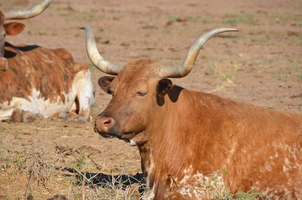 Texas Longhorn Plemeno Dobytka Známé Pro Své Charakteristické Rohy Které — Stock fotografie