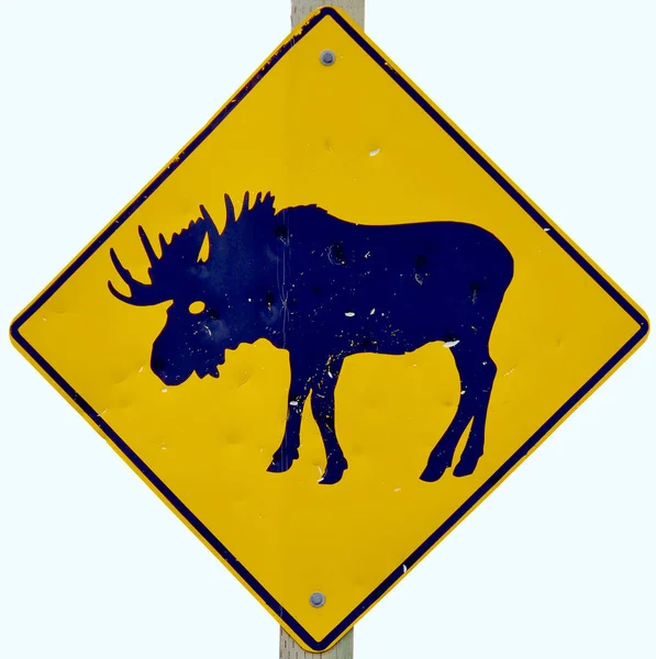 Moose Crossing Road Sign Elk Road Sign Moose Crossing Sign — Stock Photo, Image