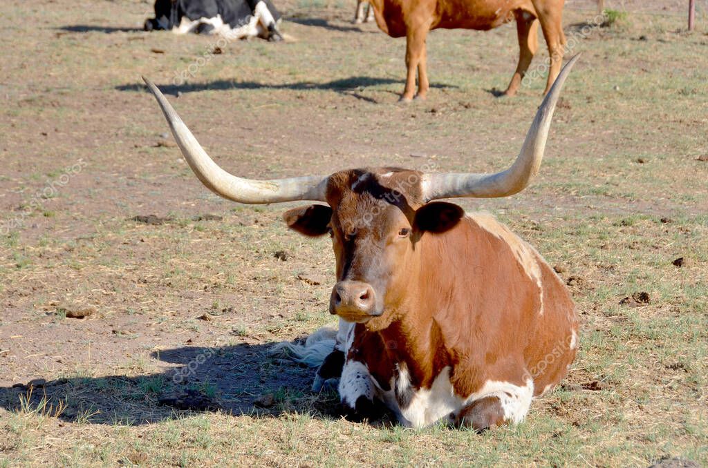 La longhorn de Texas es una raza de ganado conocido por sus cuernos