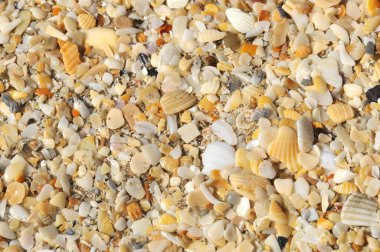 Florida plajında sanat deniz kabukları arka planı, ABD