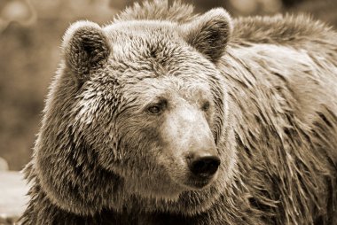 Boz ayı, ya da boz ayı olarak da bilinen, genellikle Kuzey Amerika 'nın batısındaki dağlarda yaşayan kahverengi ayıların bir alt türüdür.. 