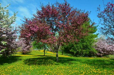 Bahar zamanı Japon bahçesi.