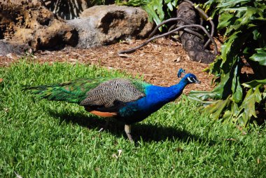 Göz kamaştırıcı kuyruk tüylerini sergileyen bir erkek tavus kuşunun yakın çekimi