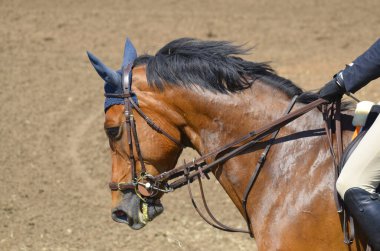BROMONT, CANADA - 25 Temmuz 2012 'de Montreal Equestrian 1976 Montreal Olimpiyat Parkı' nda safkan atların yakın çekimi. 