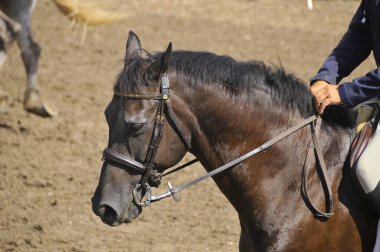 BROMONT, CANADA - 25 Temmuz 2012 'de Montreal Equestrian 1976 Montreal Olimpiyat Parkı' nda bilinmeyen bir binici.
