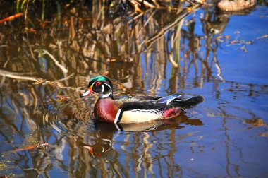 Amerikan Orman Ördeği (Aix sponsa) Erkek Drake