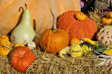 Dekoratif balkabağı ve çiçeklerden oluşan geniş bir karışım.