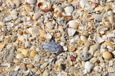 Florida plajında sanat deniz kabukları arka planı, ABD