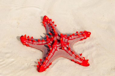 Zanzibar, Tanzanya denizyıldızı veya deniz yıldızları Asteroidea sınıfına ait ekodermlerdir. 