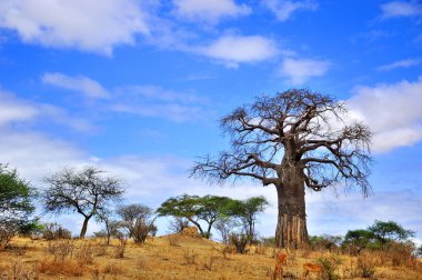 Baobab, Boaboa, şişe ağacı, ters dönmüş ağaç ve Tarangire Ulusal Parkı, Ruaha, Serengeti, Mikumi, Katavi ve Mkomazi 'den sonra Tanzanya' nın en büyük altıncı milli parkıdır.