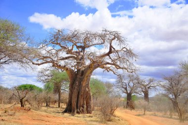 Baobab, Boaboa, şişe ağacı, ters dönmüş ağaç ve Tarangire Ulusal Parkı, Ruaha, Serengeti, Mikumi, Katavi ve Mkomazi 'den sonra Tanzanya' nın en büyük altıncı milli parkıdır.