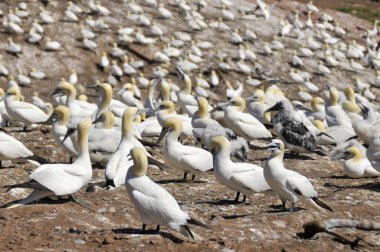 Kuzey Sümsük Kuşları kolonisi Bonaventure Adası Quebec, Kanada 'da güneşleniyor. Kuzey sümsük kuşu (
