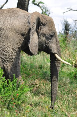 Serengeti Milli Parkı, Tanzanya 'da vahşi fil