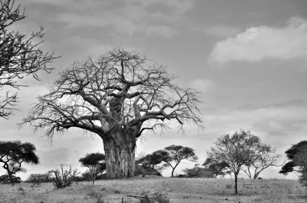 Baobab Boab Boaboa Arbre Bouteilles Arbre Envers Pain Singe Parc — Photo