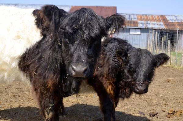 Belted Galloway Heritage Beef Breed Cattle Originating Galloway South West — Stock Photo, Image