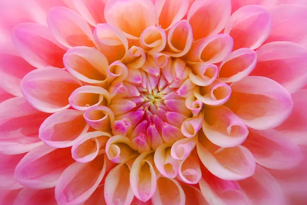 stock image Pink Dahlia: Dahlia is a genus of bushy, tuberous, herbaceous perennial plants native mainly in Mexico. Related species include the sunflower, daisy, chrysanthemum and zinnia