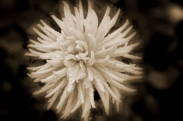 Sepia Dahlia Dahlia Est Genre Plantes Herbacées Vivantes Touffues Tubéreuses — Photo