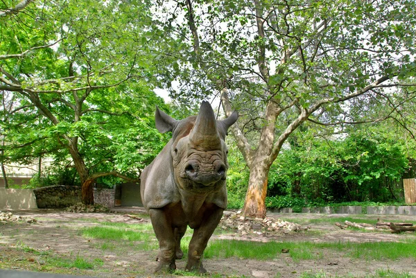 Rinoceronte Indio Rhinoceros Unicornis También Llama Rinoceronte Cuerno Mayor Rinoceronte — Foto de Stock