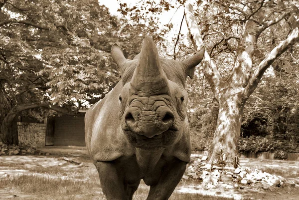 코뿔소 Rhinoceros Unicornis 코뿔소 Greater One Horred Rhinoceros 아시아 코뿔소 — 스톡 사진